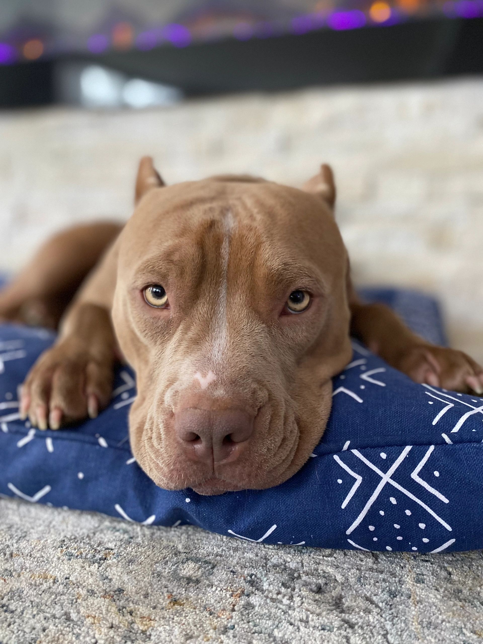 Trained dog holding a stay command